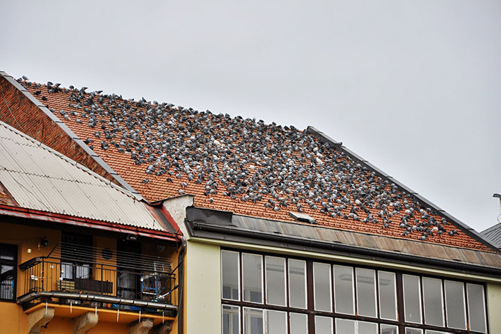 A2B Pest Control are able to install spikes to deter birds from roofs in Cambridge. 