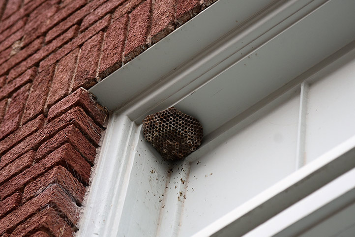 We provide a wasp nest removal service for domestic and commercial properties in Cambridge.